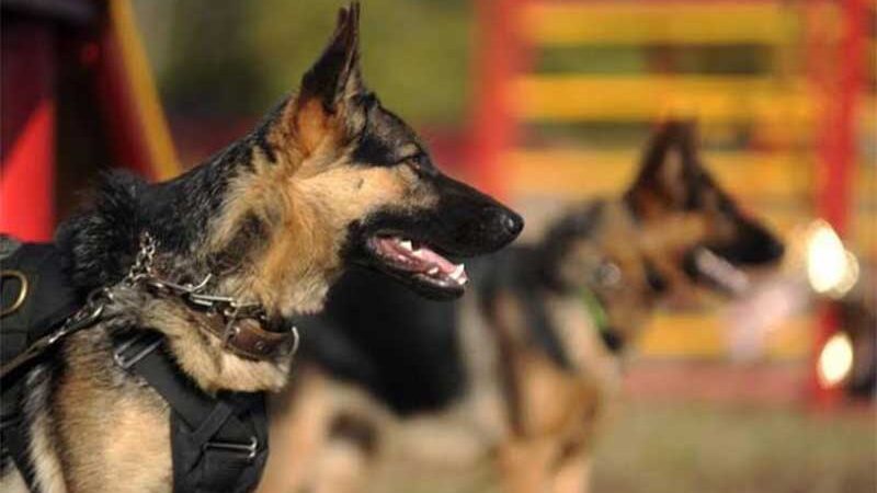 Projeto proíbe uso de cães de guarda como segurança e vigilância patrimonial - Reprodução