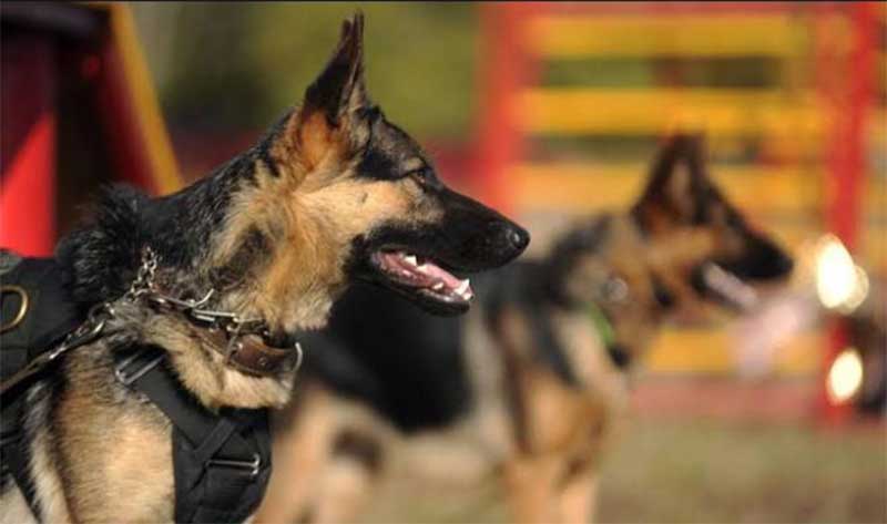 Deputados aprovam lei que proíbe usar cães como guardas patrimoniais em MS
