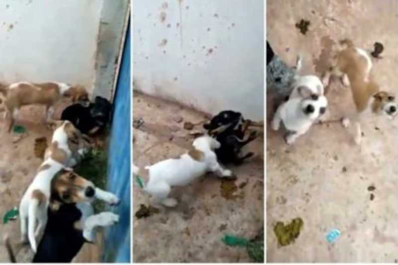Polícia prende mulher que abandonou cães em quitinete em Cuiabá, MT