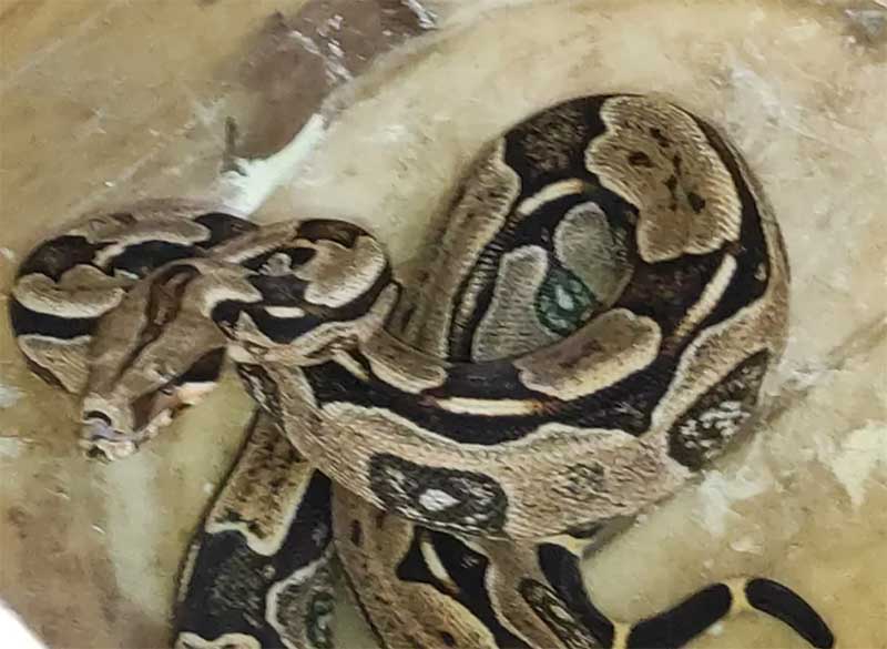 Cobra é encontrada em encomenda dos Correios em Várzea Grande, MT
