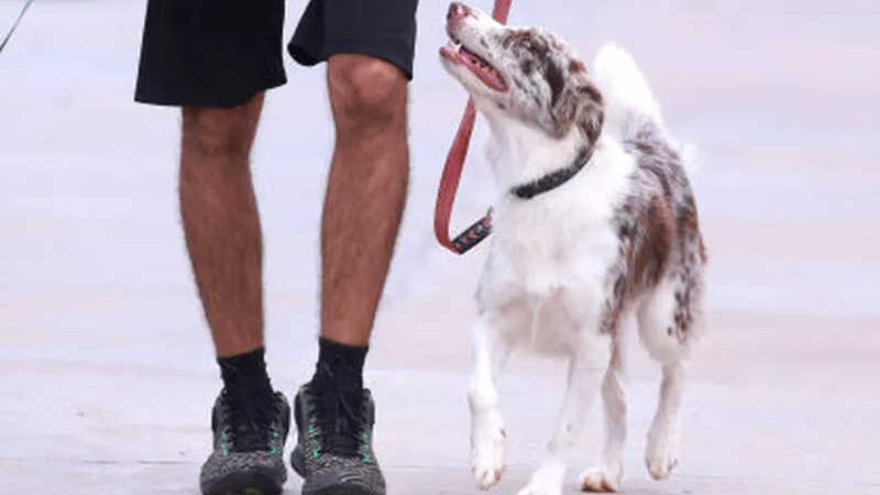 Proposta aprovada pela ALMT altera lei e retira a obrigatoriedade do uso de focinheira em cachorros