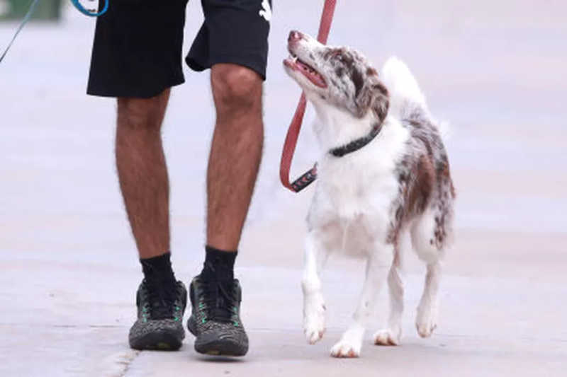 Proposta aprovada pela ALMT altera lei e retira a obrigatoriedade do uso de focinheira em cachorros