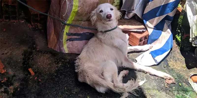 Cachorra vítima de maus-tratos é resgatada e tutor é preso, em Ananindeua, PA