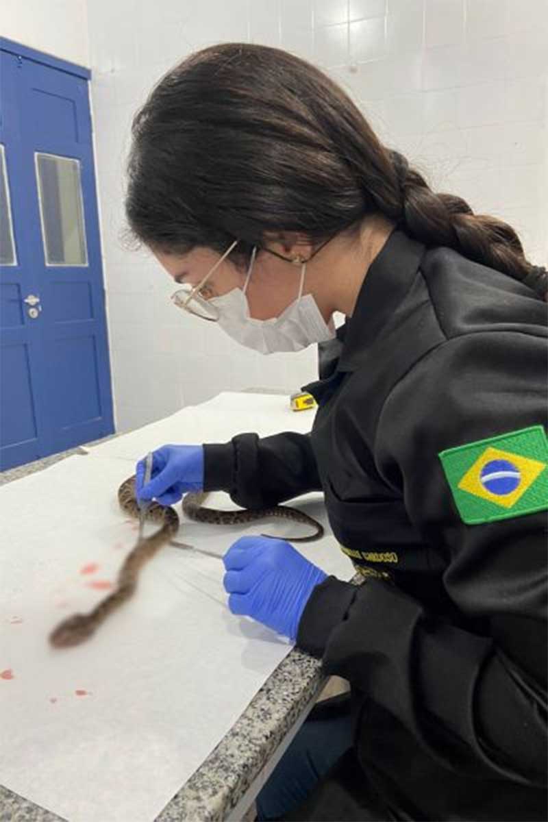 Em Castanhal (PA), perícia faz necropsia em animal e apura crime contra fauna