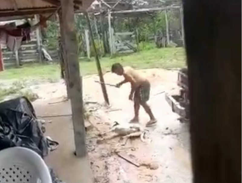 Homem mata cachorro a pauladas em propriedade rural de Itaituba, PA