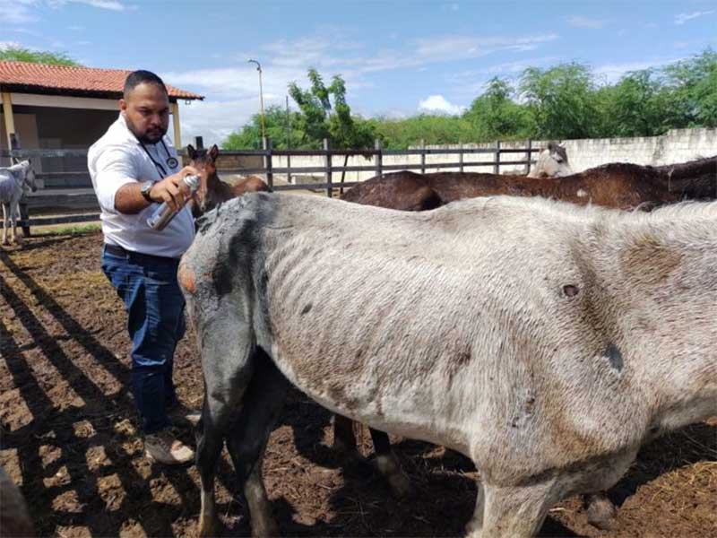 Cavalo com suspeita de queimaduras é resgatado pelo CCZ em Petrolina, PE