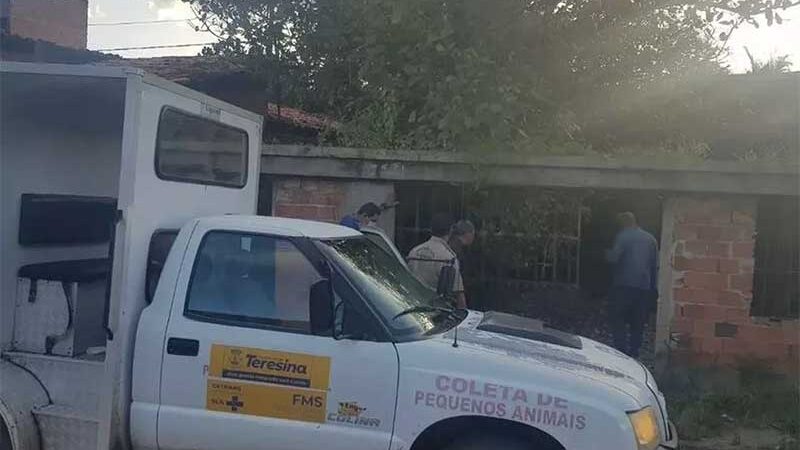 Polícia Civil resgata cachorros em casa abandonada de Teresina após denúncia anônima — Foto: Divulgação /PC-PI