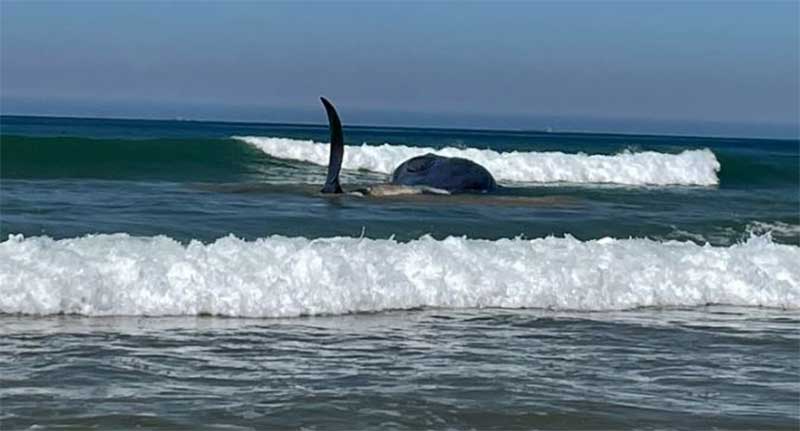 Morreu a baleia que arrojou na praia da Fonte da Telha, em Portugal