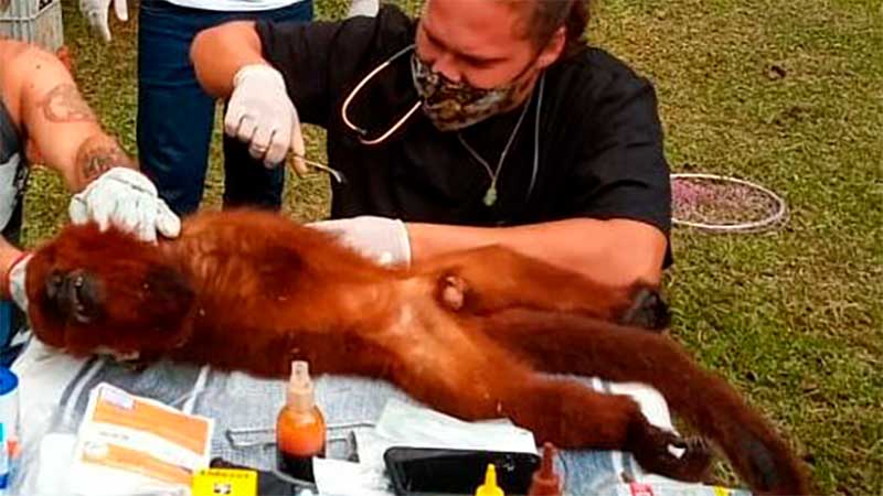 Macaco bugio ferido é resgatado e encaminhado para centro de atendimento à fauna silvestre no PR