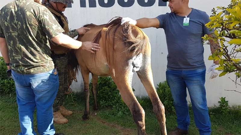Cavalo é resgatado com infecção após ser castrado pelo tutor em Cascavel, PR