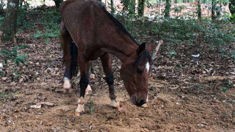 Cavalos em situação de maus-tratos são resgatados em Cascavel, PR