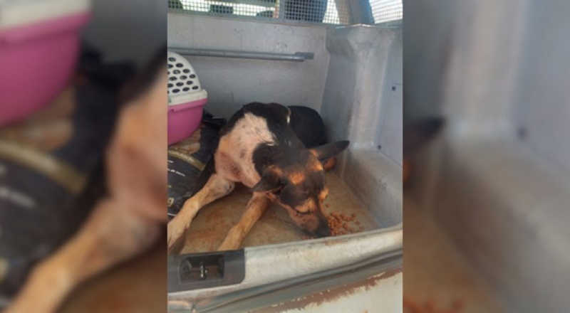 Cachorro ferido é resgatado pela Patrulha Ambiental no Reassentamento São Francisco, no PR