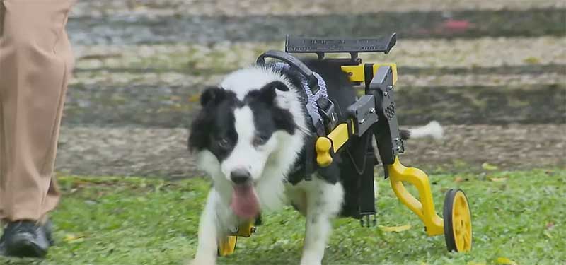 Projeto reabilita cães com deficiência em Curitiba, PR