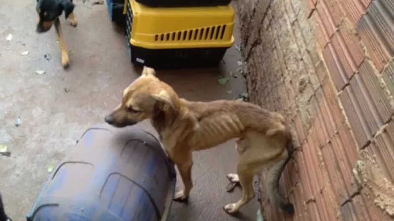 Polícia prende homem que mantinha 15 cães em situação de maus-tratos em Sarandi, PR