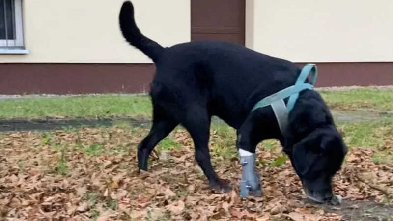 Estudante imprime próteses em 3D para cães amputados