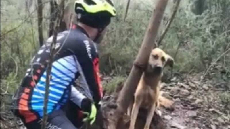 Grupo de ciclistas resgata cãozinho que foi abandonado amarrado a uma árvore na floresta; VÍDEO