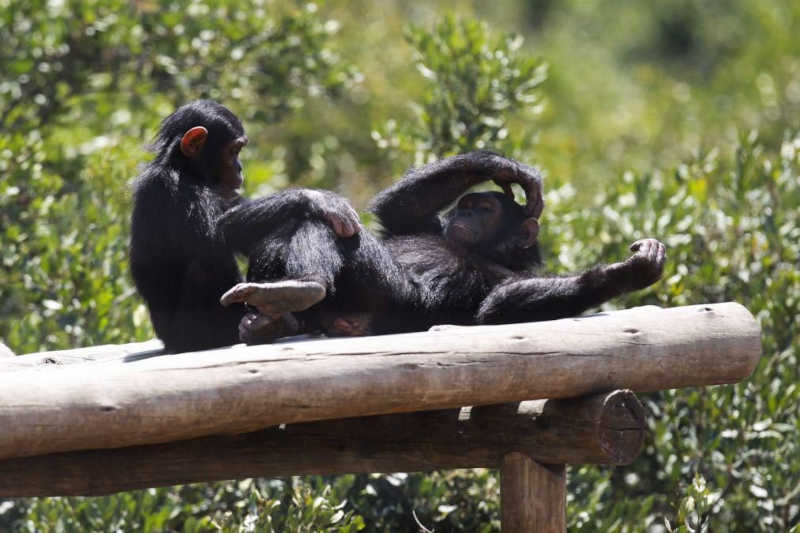 ONG liberta bonobos num bosque da RDCongo após serem apreendidos a caçadores