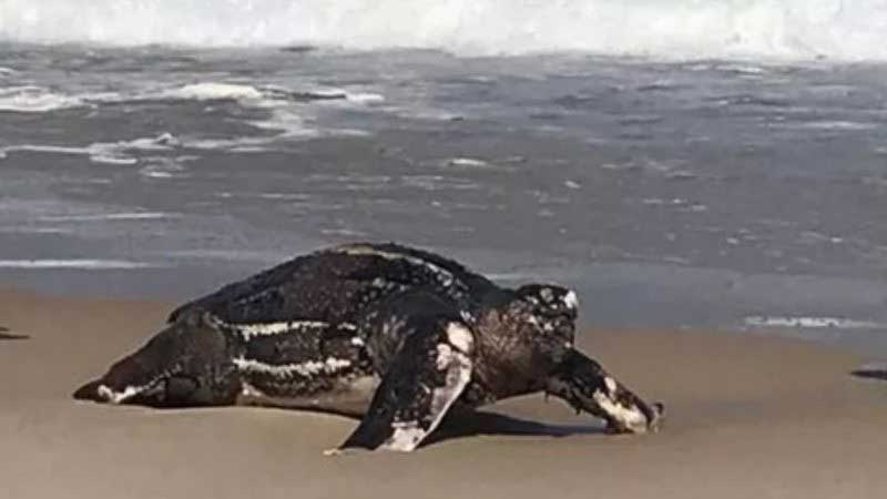 Tartaruga gigante é encontrada ferida e morta em areia da praia da Barra da Tijuca, no Rio