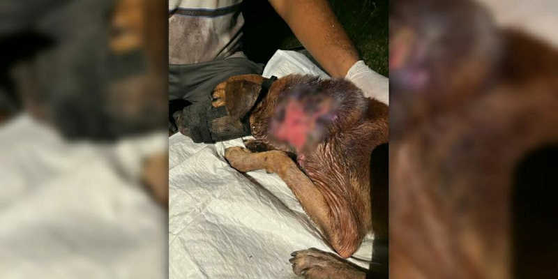 Cão ferido é perseguido por senhora com spray tóxico e é resgatado por protetora