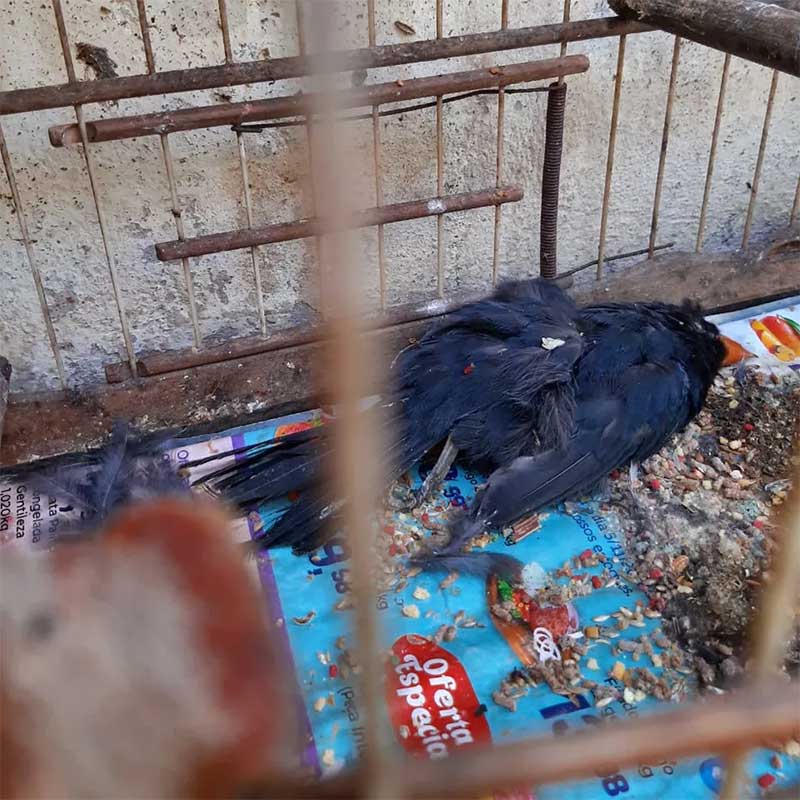 MPF denuncia Ibama e responsáveis por centro de triagem de animais silvestres no RJ: ‘maus-tratos a mais de 900 animais’