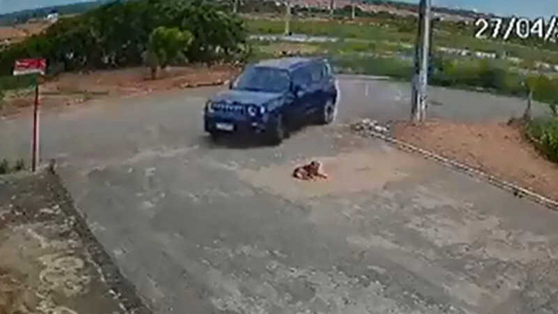 Cachorro é atropelado em Extremoz e resgatado por ONG