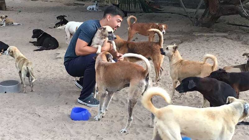 Cachorros e outros animais estão para adoção em Parnamirim — Foto: Diêgo Medeiros