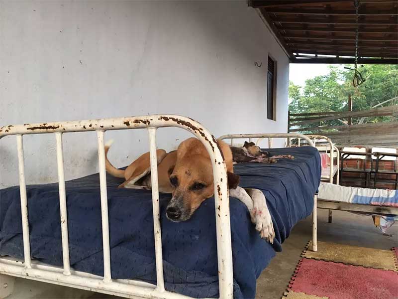 Cachorros, jumentos e porcos: abrigo resgata animais vítimas de abandono e  realiza adoção na Grande Natal, RN | Olhar Animal