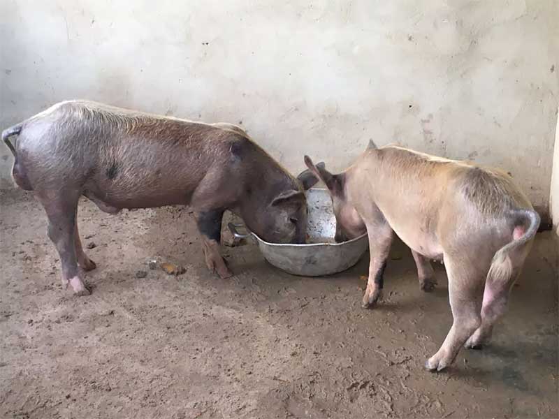 Porquinhos que estão no lar que cuida de animais em Parnamirim, RN — Foto: Diêgo Medeiros