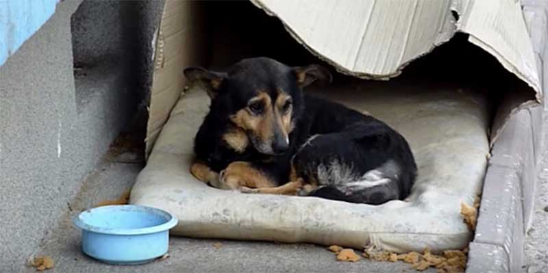 Cachorro sem-teto continua seguindo estranhos na rua, esperando para ser adotado