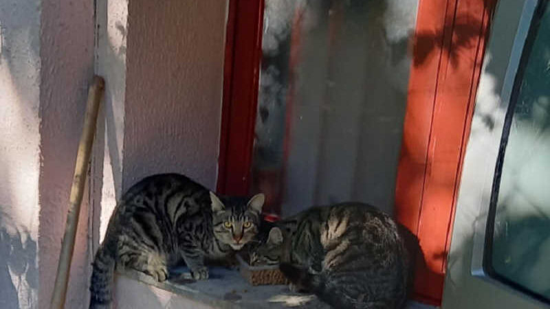 Moradores do bairro Botafogo, em Bento Gonçalves (RS), suspeitam que “sumiço” de gatos de rua é causado por envenenamento