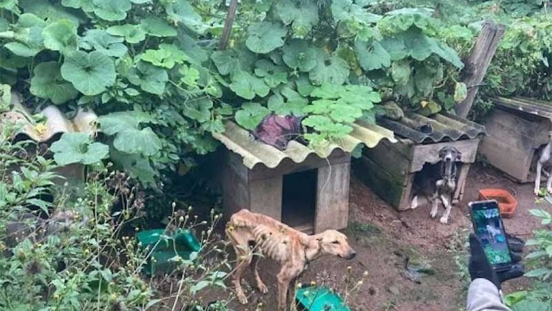 Onze cães são encontrados sem água e comida em cidade da Serra Gaúcha