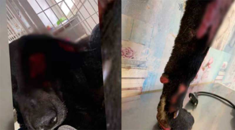 Cachorro tem queimaduras de 3º grau após ser jogado em churrasqueira acesa em Cotiporã, RS