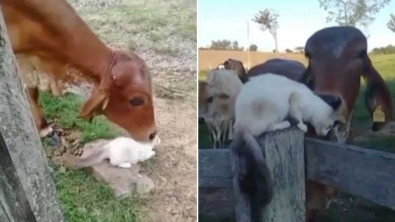 Amizade entre vaca e gata chama atenção de família: “Natureza dando uma lição”; veja vídeo