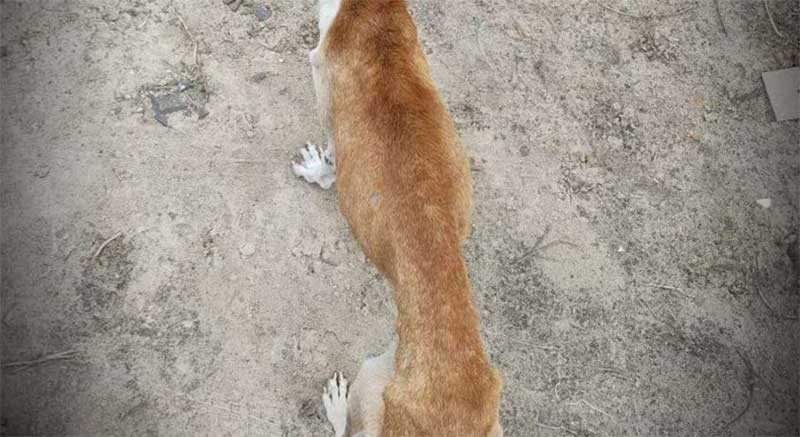 Cães vítima de maus-tratos são recolhidos em Osório, RS