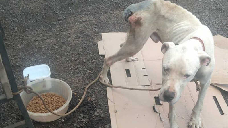 Cão é resgatado em grave estado de desnutrição em Riozinho, RS