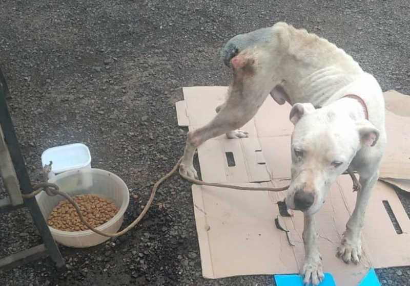 Cão é resgatado em grave estado de desnutrição em Riozinho, RS