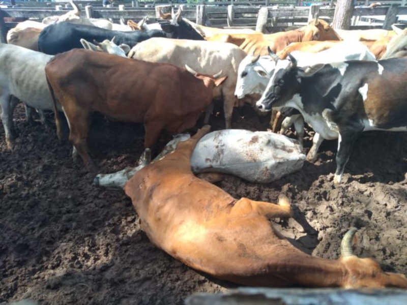 Choques e animais caídos: denúncia de maus-tratos em rodeio é investigada em Venâncio Aires, RS