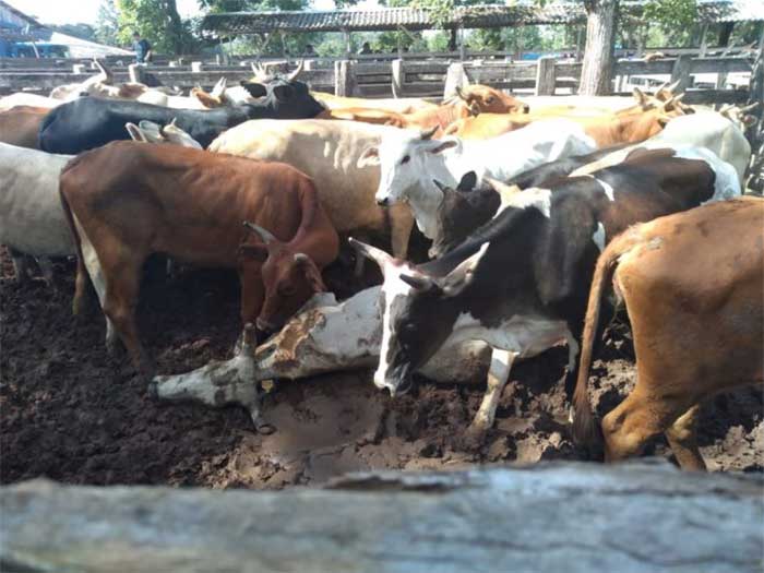 Conselho Municipal de Proteção Animal sugere punição ao tutor de animais que sofreram maus-tratos em Venâncio Aires, RS