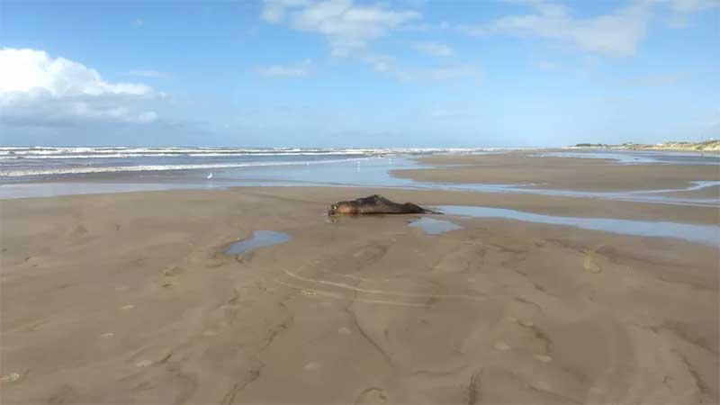 Leão-marinho ferido mobiliza equipe de resgate, mas morre em praia de SC