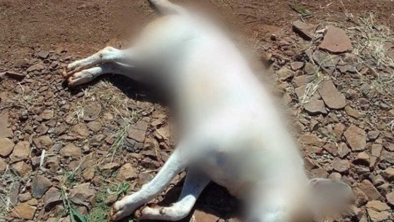 Cachorro é morto com quatro tiros em São José do Cedro, SC