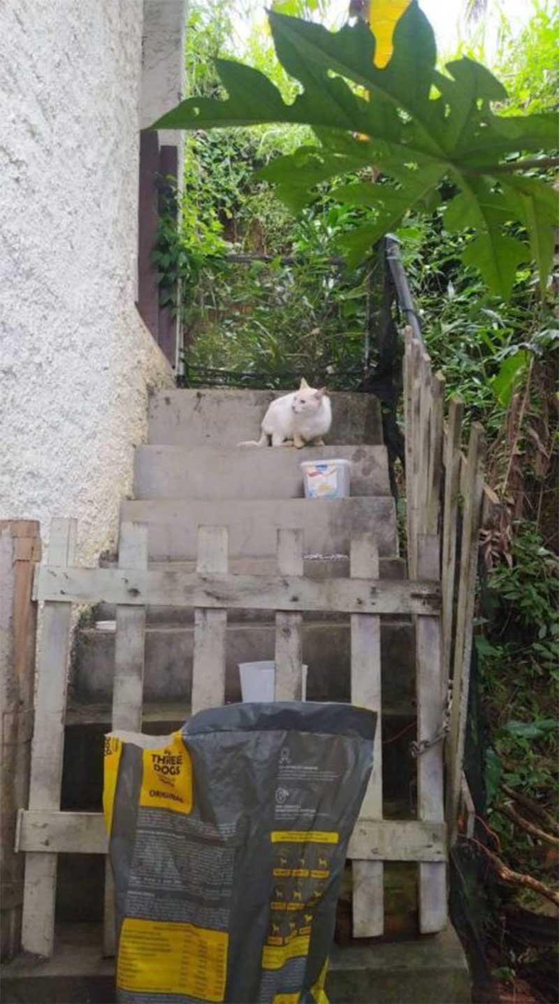 Foto mostra escada citada por mãe de Luna em primeiro depoimento – Foto: Arquivo
