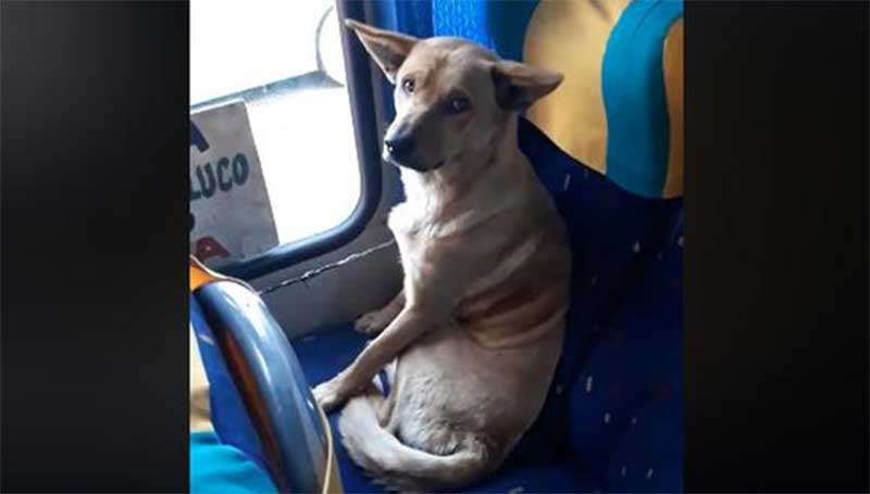 Motorista de ônibus avista cachorro sem-teto, para e deixa-o embarcar como um verdadeiro viajante
