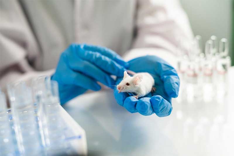 Ratos são frequentemente usados em laboratórios que fazem testes de novos produtos. Fonte: Shutterstock 