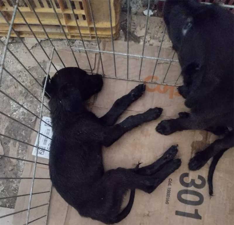 Cães filhotes em situação de maus-tratos são resgatados em Aracaju, SE