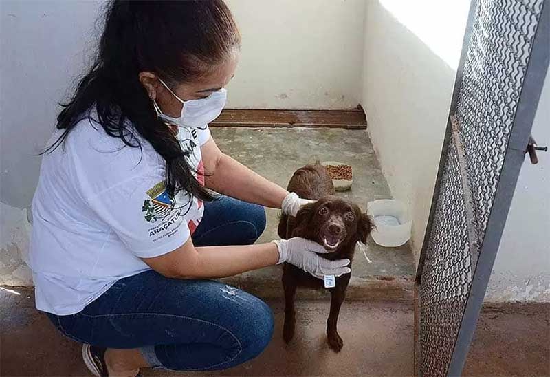 Maus-tratos: Câmara de Araçatuba (SP) aprova proposta que proíbe condenados de adotar animais
