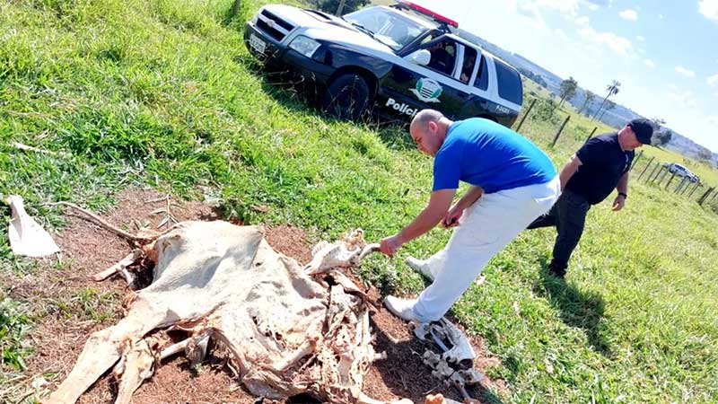Polícia investiga maus-tratos e morte de gado deixado sem comida e água em fazenda de Avaí, SP