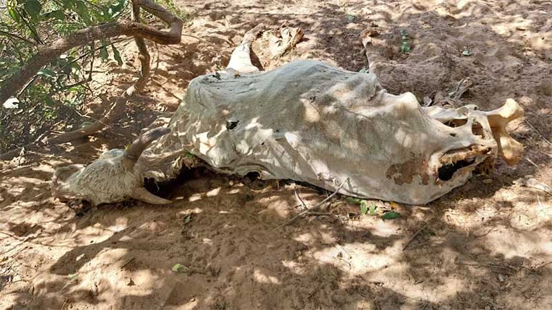Polícia investiga maus-tratos e morte de gado deixado sem comida e água em fazenda de Avaí — Foto: Nature Vitae/Divulgação
