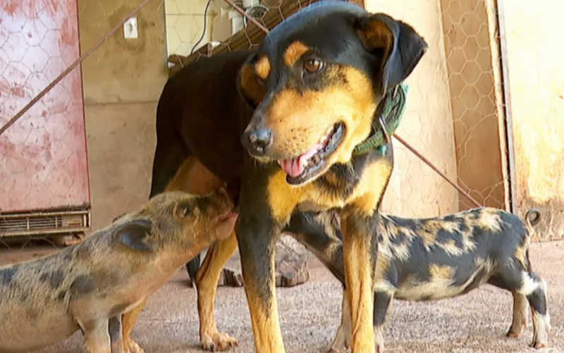 Cadela adota e amamenta dois filhotes de porco em Barretos, SP: ‘Acolheu com amor’, diz sitiante