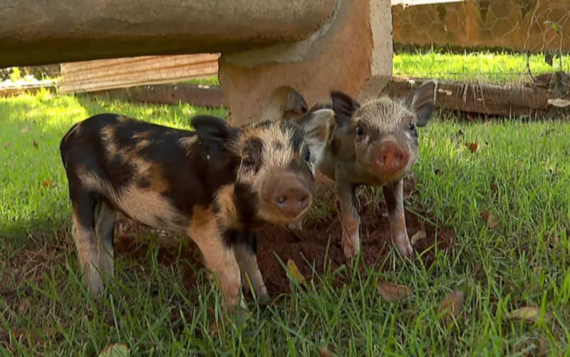 Filhotes de porco são amamentados por cachorra em Barretos (SP) — Foto: Reprodução/EPTV