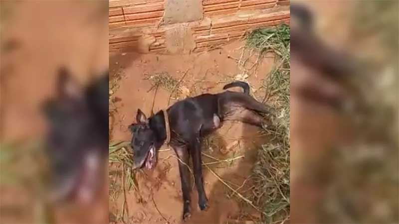 Ex-tutora de cachorra que morreu após ser resgatada em estado grave é identificada e ouvida em Botucatu, SP